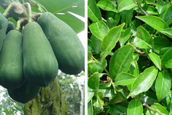 Nấu đu đủ với lá trà xanh lấy nước uống điều trị được căn bệnh nan y khó chữa này