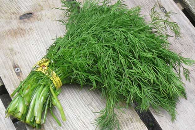 5 lợi ích thần thánh của cây thì là đối với sức khỏe, nhất là điều thứ 3