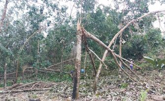 Cao su Nghệ An thiệt hại nặng nề do mưa lũ