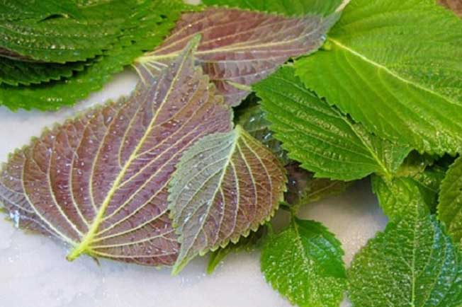 Một nắm lá tía tô tưởng vô dụng nhưng lại trị được hàng chục bệnh nguy hiểm, số 3 tuyệt vời nhất