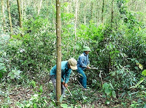 Thực hiện chứng chỉ quản lý rừng bền vững theo nhóm hộ còn nhiều thách thức