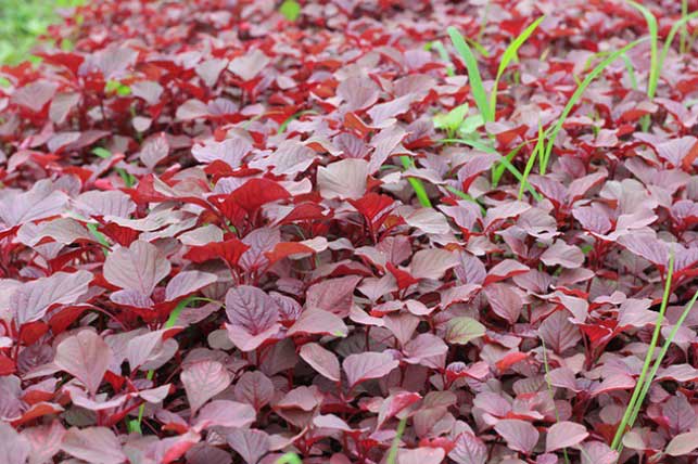 Loại rau được mệnh danh là "rau trường thọ" vì có nhiều tác dụng chữa bệnh ít ai ngờ tới