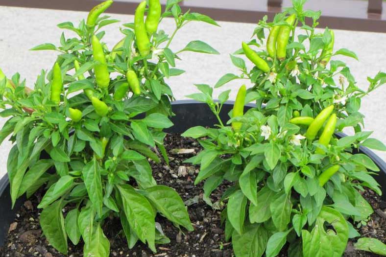 Đây là loại lá cây "vô tình bị lãng quên" nhưng chữa được rất nhiều bệnh nguy hiểm