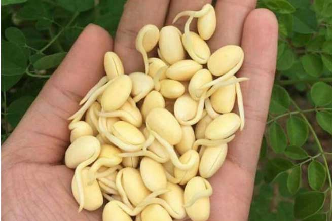 6 loại thực phẩm mọc mầm không hề độc mà còn tăng gấp đôi dinh dưỡng, ăn mỗi ngày phòng được nhiều bệnh