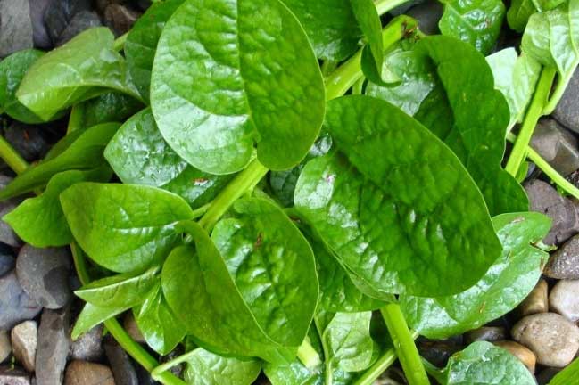 Những loại rau củ an toàn, ăn thoải mái không lo thuốc trừ sâu