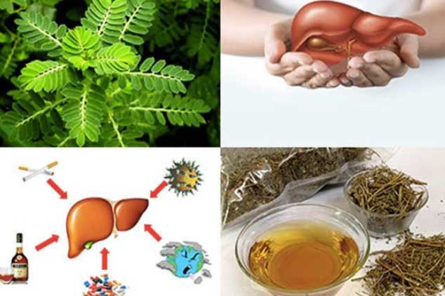 Bài thuốc dân gian làm tiêu mỡ máu đơn giản bằng công thức: Cây chó đẻ + quả dứa + gan heo