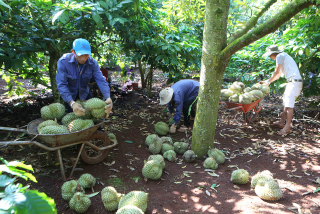 Sầu riêng hứa hẹn mang về tỷ USD