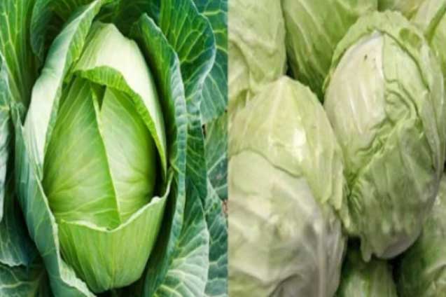 Mẹo phân biệt bắp cải Việt Nam và Trung Quốc đơn giản nhất