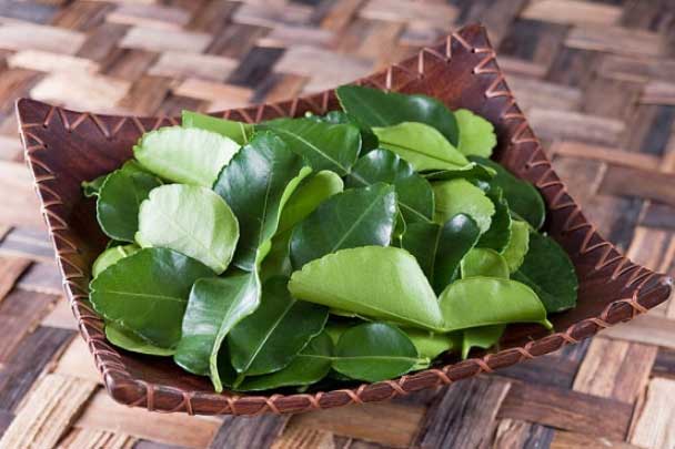 Mắc phải 7 căn bệnh này hãy dùng ngay nắm lá chanh sẽ khỏi tiệt mà chẳng cần tới thuốc tây