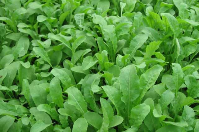 10 loại thực phẩm giàu collagen ngăn ngừa lão hóa hiệu quả nhất