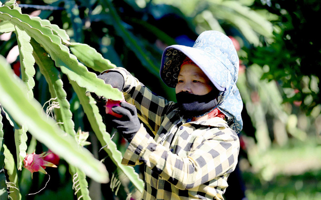 Đặt mục tiêu xuất khẩu 55 tỷ USD nông sản