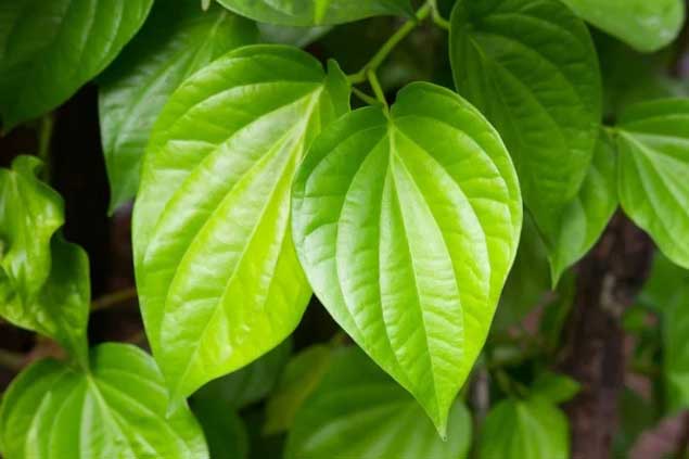 Công dụng tuyệt vời của lá trầu không, làm theo 1 cách còn có thể trị mụn nhọt, giảm cân
