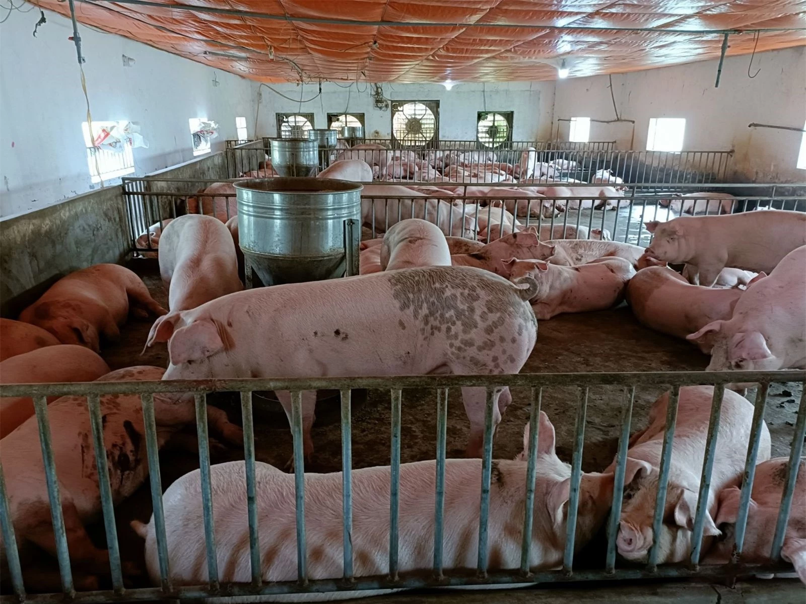 Giá heo hơi ngày 17/10/2022: Xuất khẩu thịt heo để cứu người chăn nuôi?