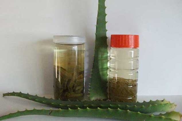 Học cách phụ nữ Nhật làm hũ rượu ngâm nha đam thần thánh này, tuổi 50 mà da căng mịn ngỡ đôi mươi