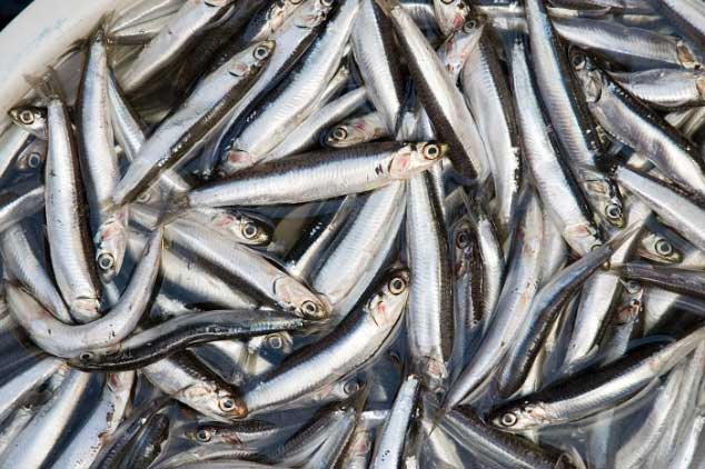 Ăn nhiều các loại cá này giúp tăng cường trí não và giảm mỡ máu kéo dài thanh xuân và tuổi thọ