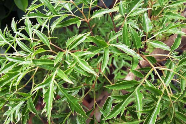 Vì sao nói cây đinh lăng là 'nhân sâm' của người nghèo, thần giữ của trong mọi gia đình?