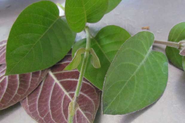 Không cần thuốc tây, dùng một nắm lá mơ đánh bay 9 bệnh thường gặp