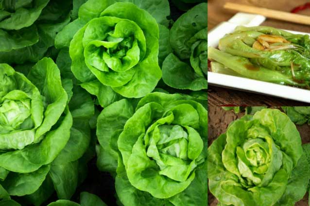 Ăn rau diếp theo cách này chất dinh dưỡng tăng lên gấp bội lại thơm ngon bất ngờ