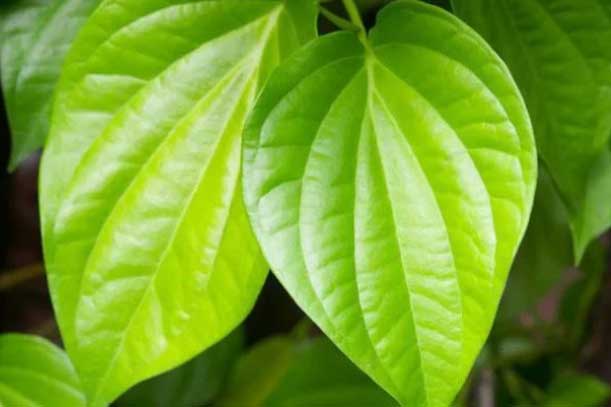 Chỉ một nắm lá trầu không trị dứt điểm 5 loại bệnh mà phụ nữ hay gặp