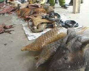 Phát động chiến dịch truyền thông thay đổi hành vi tiêu thụ thịt thú rừng của người tiêu dùng thành thị