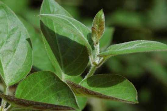 1 n&#x1EAF;m l&#xE1; r&#x1EBB; b&#xE8;o tr&#x1ECB; d&#x1EE9;t &#x111;i&#x1EC3;m tr&#xE0;o ng&#x1B0;&#x1EE3;c d&#x1EA1; d&#xE0;y, &#x1EE3; chua &#x1EE3; n&#xF3;ng