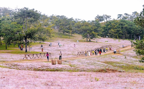 Lâm Đồng: Doanh nghiệp huyện Lạc Dương hưởng ứng Festival Hoa Đà Lạt 2022