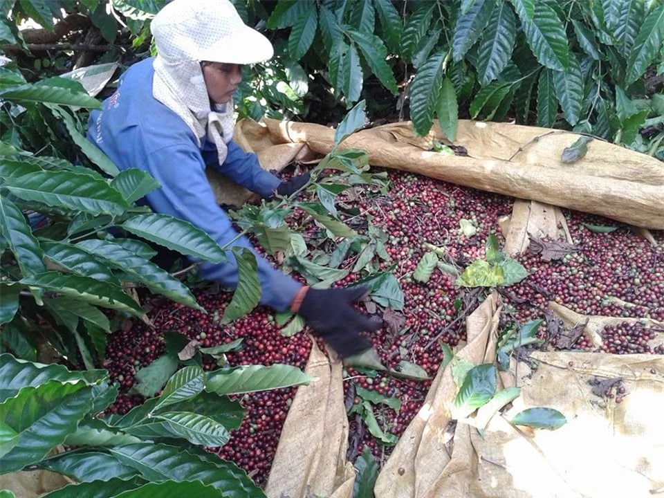 Giá nông sản ngày 22/10/2022: Cà phê và tiêu đồng loạt giảm