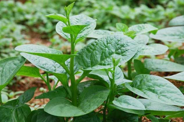 6 công dụng tuyệt vời của rau mùng tơi, số 3 khiến nhiều người bất ngờ