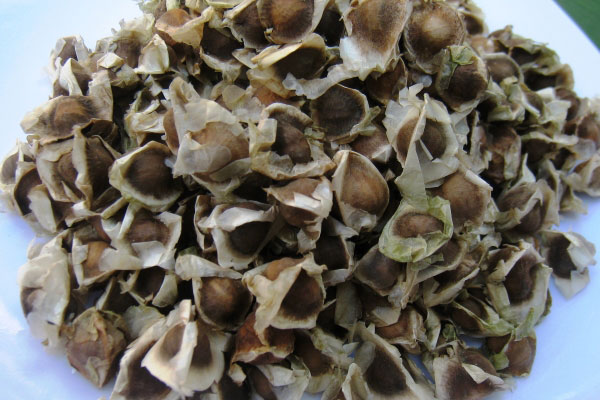 Tác dụng tuyệt vời của hạt chùm ngây với sức khỏe