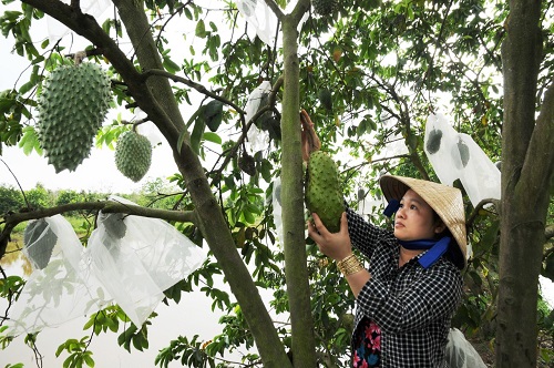 Tăng cường cấp mã số vùng trồng nông sản phục vụ xuất khẩu