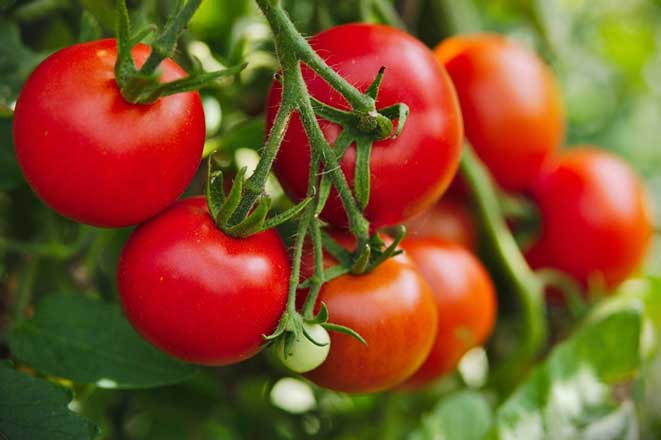 11 loại trái cây ăn càng nhiều da càng căng mịn, trắng sáng, tốt hơn cả mỹ phẩm đắt tiền