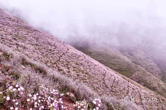 Cánh đồng hoa chi pâu tím lịm ngọt ngào như miền cổ tích ở ‘nóc nhà Yên Bái’