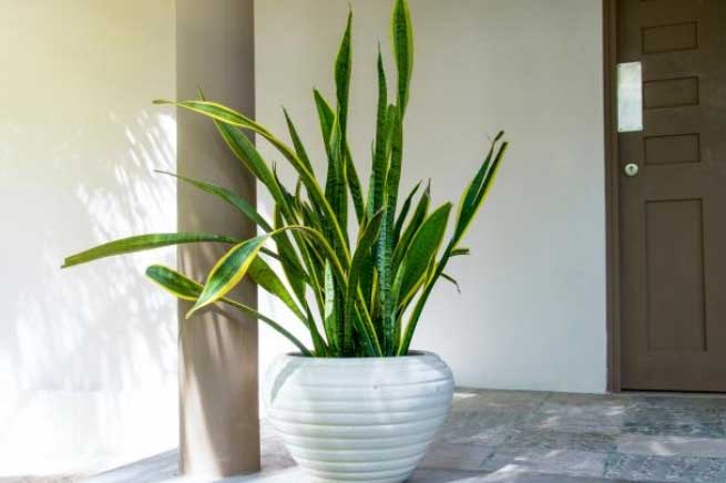 "Bảng vàng" 8 loại cây cảnh lọc sạch khí độc, hút cả bức xạ trong nhà, bảo vệ cả gia đình