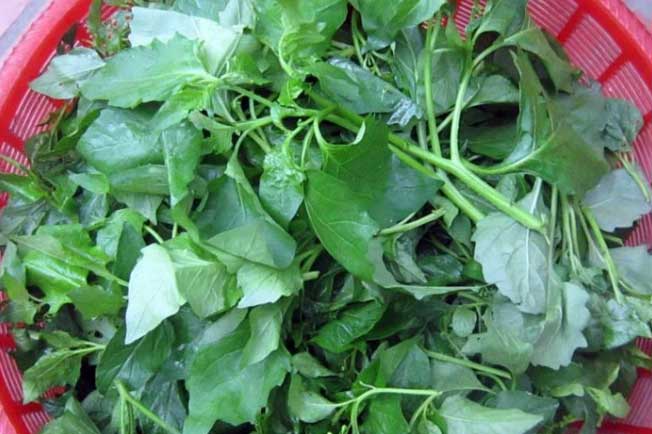 6 loại rau dại nhưng tốt như thuốc quý: Ăn mỗi ngày giải nhiệt, lọc sạch phổi, tốt cho gan thận, sống thọ
