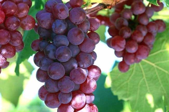 12 thực phẩm ‘khắc tinh’ giúp phòng chống đột quỵ hiệu quả, nên ăn thường xuyên