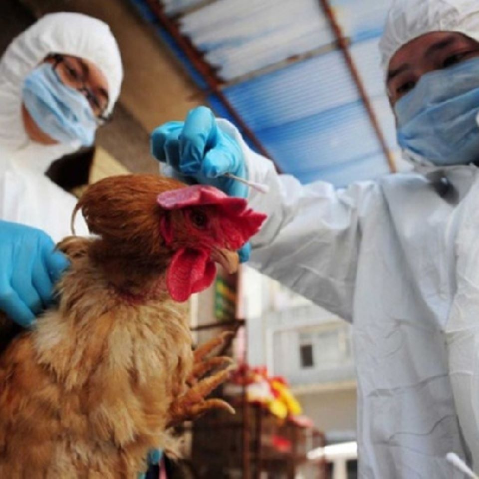 Bộ Y tế yêu cầu tăng cường công tác phòng, chống cúm gia cầm