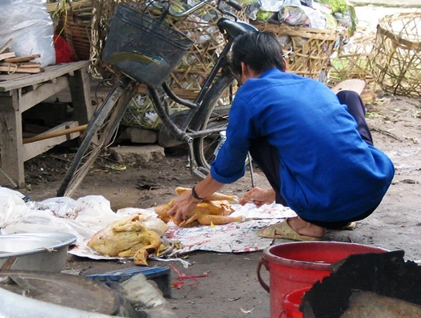 Bộ Y tế khuyến cáo người dân Khi phát hiện gia cầm ốm, chết tuyệt đối không được giết mổ và sử dụng.