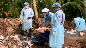 Trà Vinh: Dịch tả lợn châu Phi bùng phát sau gần 5 tháng hết dịch 