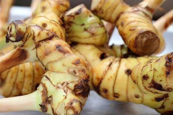 Mọc ở xó vườn, chẳng ai ngờ đây chính là loại củ ngăn 8 bệnh ung thư, tăng tinh trùng vô cùng hiệu quả