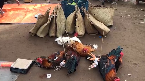 Vĩnh Long: Phá điểm đá gà ăn tiền trong khu vườn, tạm giữ hơn 100 triệu đồng