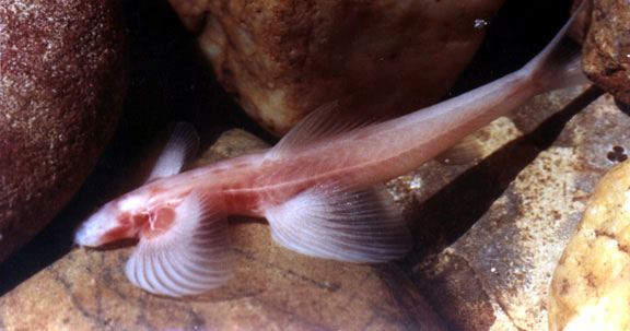 Top 5 lo&#xE0;i c&#xE1; k&#x1EF3; l&#x1EA1; nh&#x1EA5;t h&#xE0;nh tinh