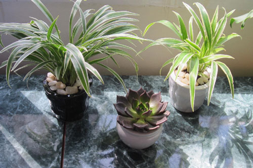 Loài cây cảnh nhỏ bé được ví như 'chiếc máy hút bụi thần kỳ' lại giúp nhà luôn sáng đẹp