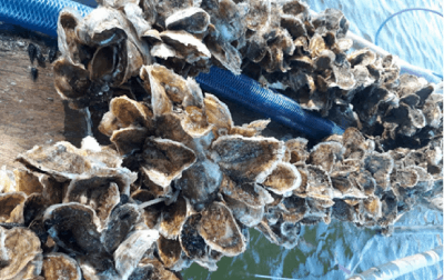 Phát triển ngành nuôi nhuyễn thể thu lợi cao