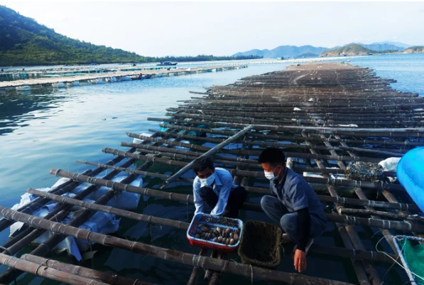 Thu hoạch tu hài thương phẩm.