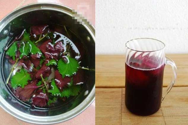 Nấu nước lá tía tô để uống theo cách này, vừa sạch mụn lại giảm mỡ thừa hiệu quả