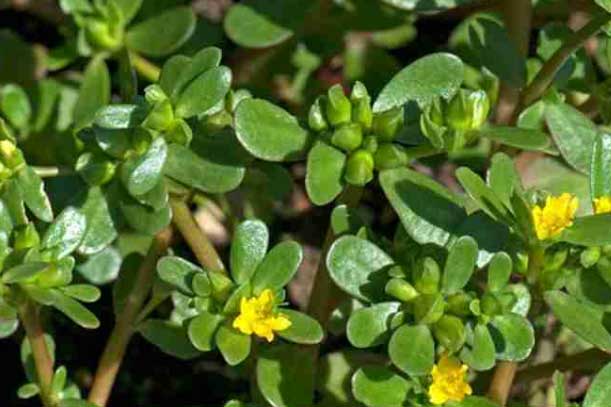 Loại rau dại đắt gấp 2-3 lần rau sạch, Châu Âu, Trung Quốc tôn là "rau trường thọ" nhưng người Việt lại bỏ đi