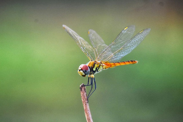Không phải báo hay sư tử, sinh vật nhỏ bé quen thuộc này mới là loài săn mồi thành công nhất trong tự nhiên