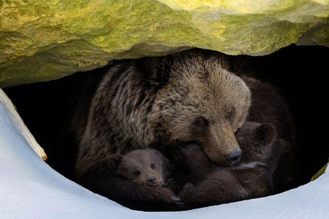 Làm thế nào mà động vật ngủ đông biết khi nào chúng cần thức dậy?