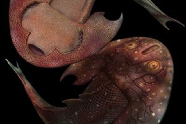 Phát hiện mới về nguồn gốc tiến hóa của vây và các chi