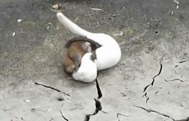 Clip: Màn đại chiến sinh tử khốc liệt giữa chồn và chuột cống